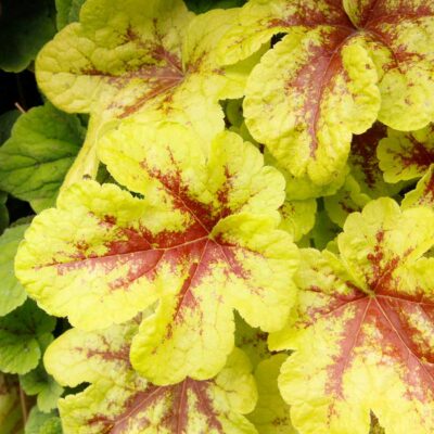 Heucherella 'Mojito'