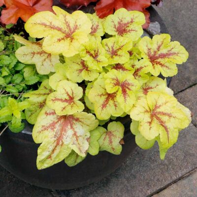 Heucherella 'Mojito'