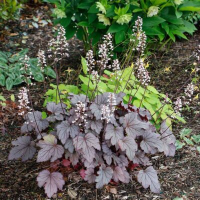 Heucherella 'Plum Cascade'