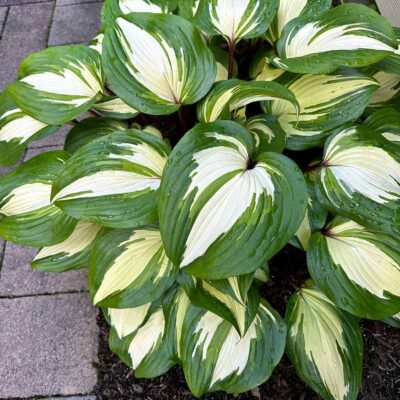 Hosta 'Raspberry Sundae'