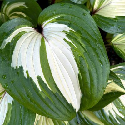 Hosta 'Raspberry Sundae'