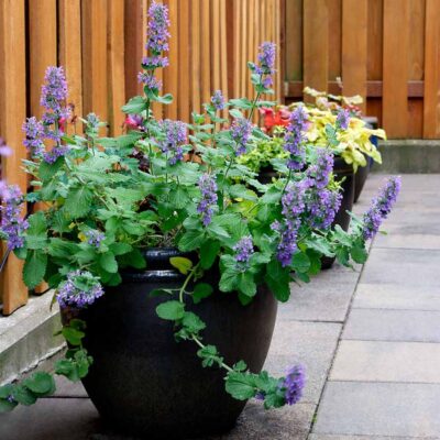 Nepeta 'Purple Haze'