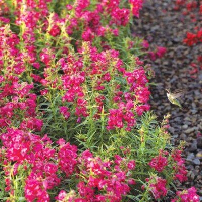 Penstemon HARLEQUIN™ 'Magenta'