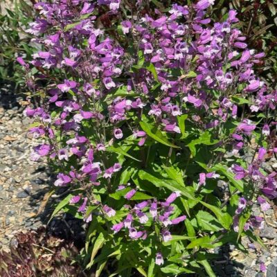Penstemon NOVA® 'Twilight'