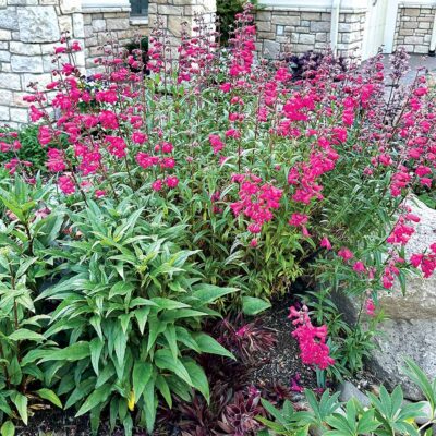 Penstemon 'Parade of Parrots'