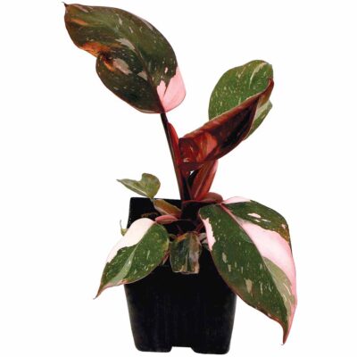 Philodendron 'Pink Princess'