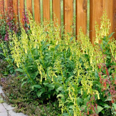 Phygelius COLORBURST™ 'Yellow'