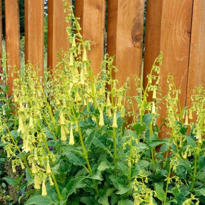 Phygelius COLORBURST™ 'Yellow'