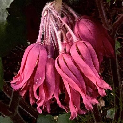 Podophyllum 'Spotty Dotty'