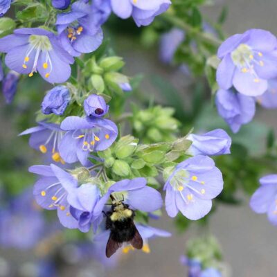 Polemonium 'Hurricane Ridge'