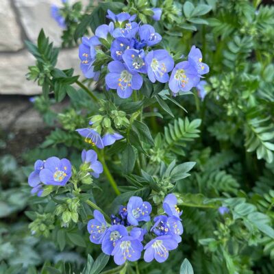 Polemonium 'Hurricane Ridge'