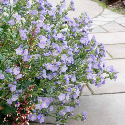 Polemonium 'Hurricane Ridge'
