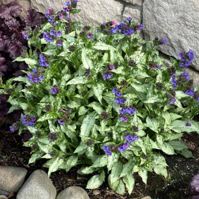 Pulmonaria 'Silver Scimitar'