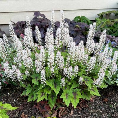 Tiarella 'Pirate's Patch'