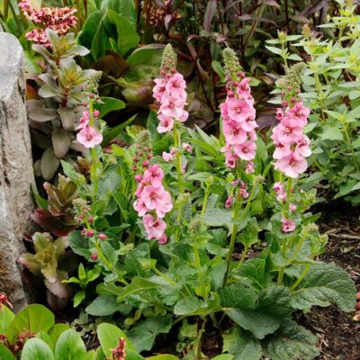 Verbascum 'Lavender Lass'