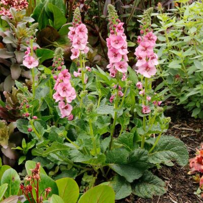 Verbascum 'Lavender Lass'