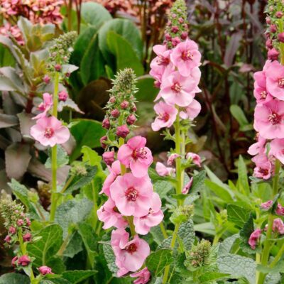 Verbascum 'Lavender Lass'