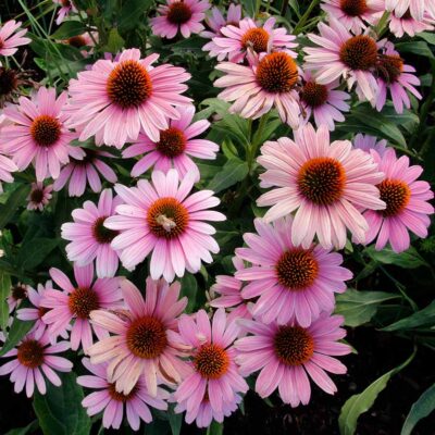 Echinacea 'French Tips' Echinacea 'French Tips'