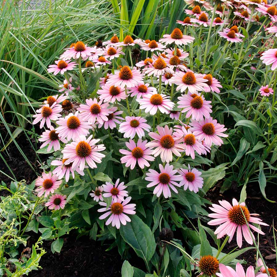 Echinacea 'French Tips' Echinacea 'French Tips'