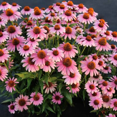Echinacea 'French Tips' Echinacea 'French Tips'