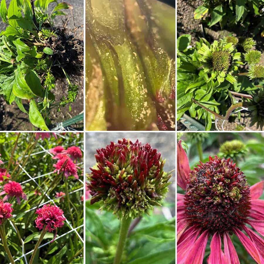 Echinacea Crop Blooming with No Petals, Only Cones?