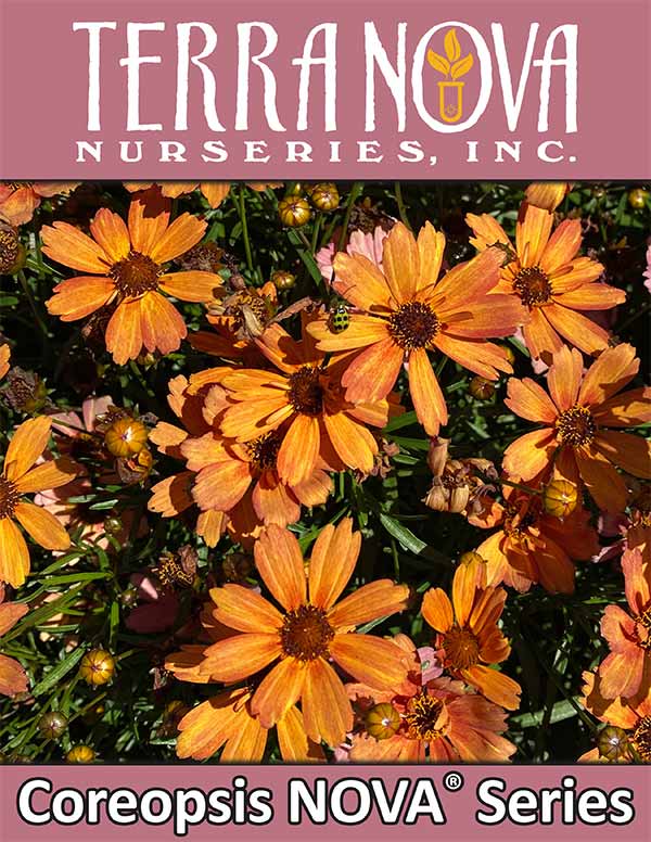 Coreopsis NOVA® Series