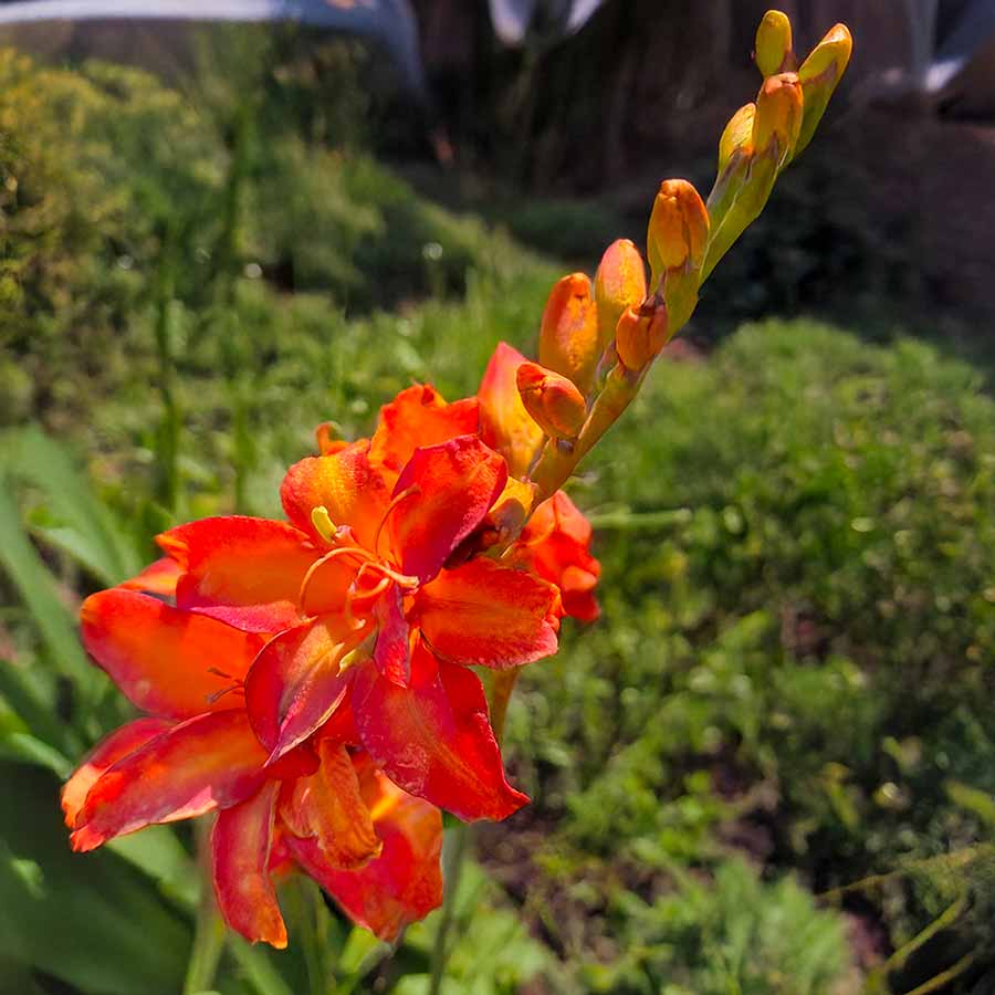 Crocosmia NOVA® 'Ember'