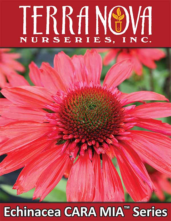 Echinacea CARA MIA™ Series
