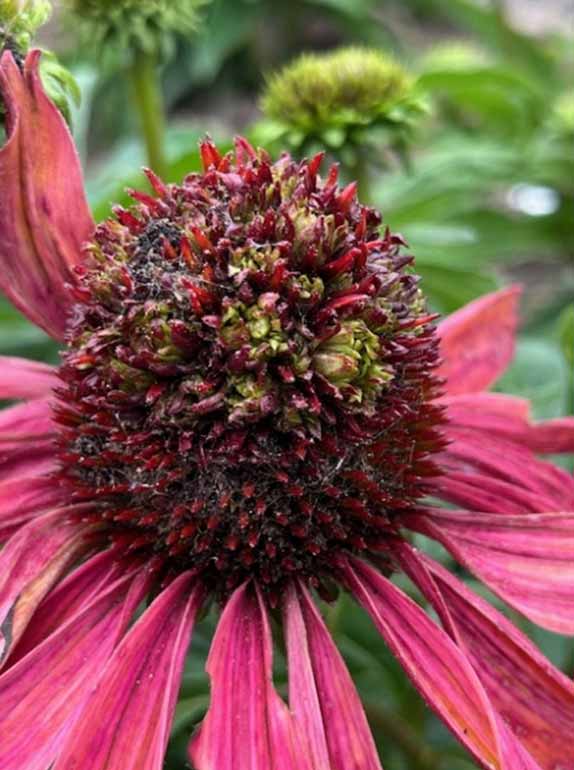 Echinacea Crop Blooming Echinacea Crop Blooming
