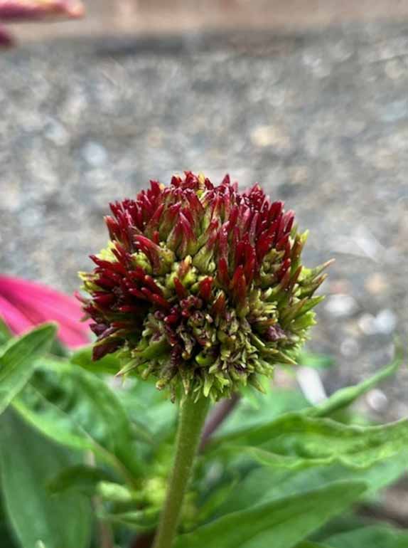 Echinacea Crop Blooming Echinacea Crop Blooming