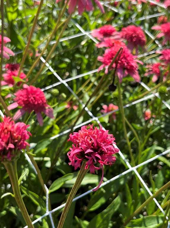 Echinacea Crop Blooming Echinacea Crop Blooming
