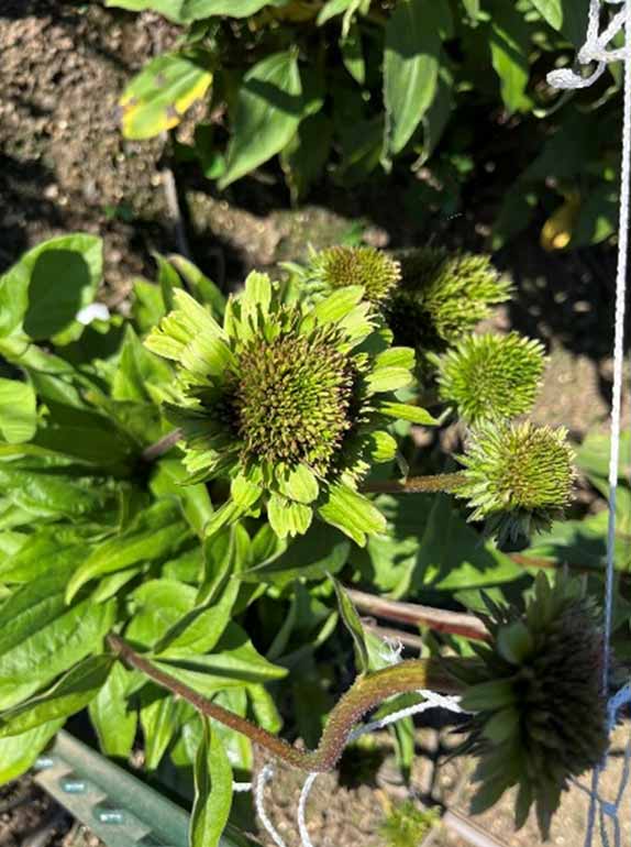 Echinacea Crop Blooming Echinacea Crop Blooming