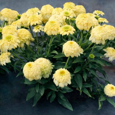 Echinacea DELIGHTFUL™ 'Prosecco'