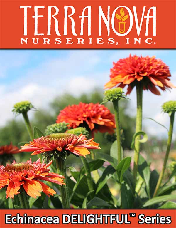 Echinacea DELIGHTFUL™ Series