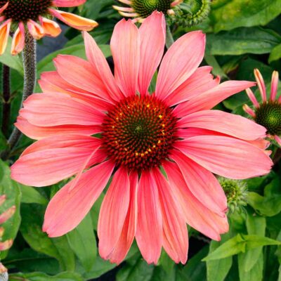 Echinacea REVELATION® 'Monarch'