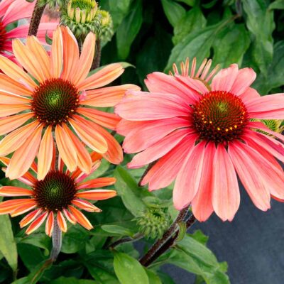 Echinacea REVELATION® 'Monarch'