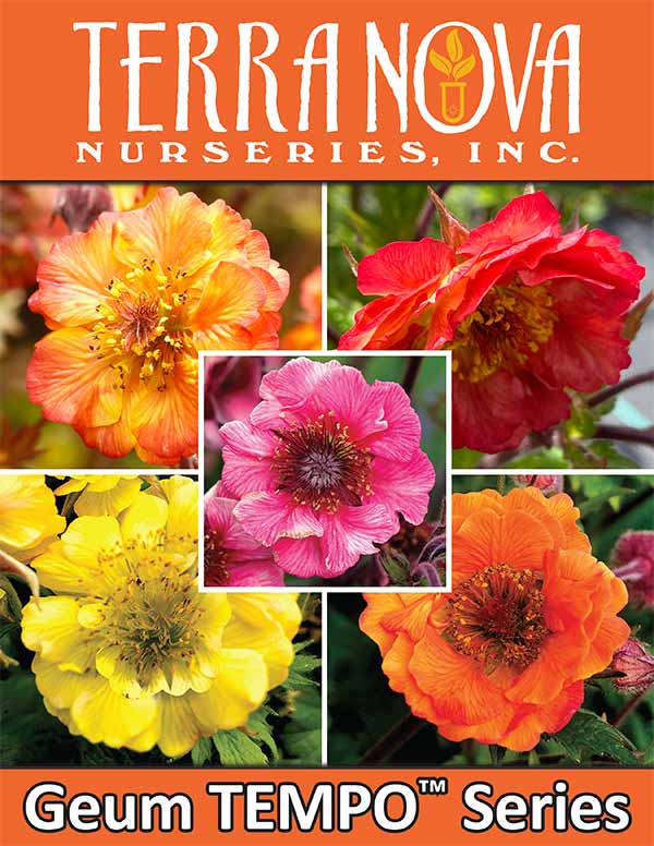 Geum TEMPO™ Series