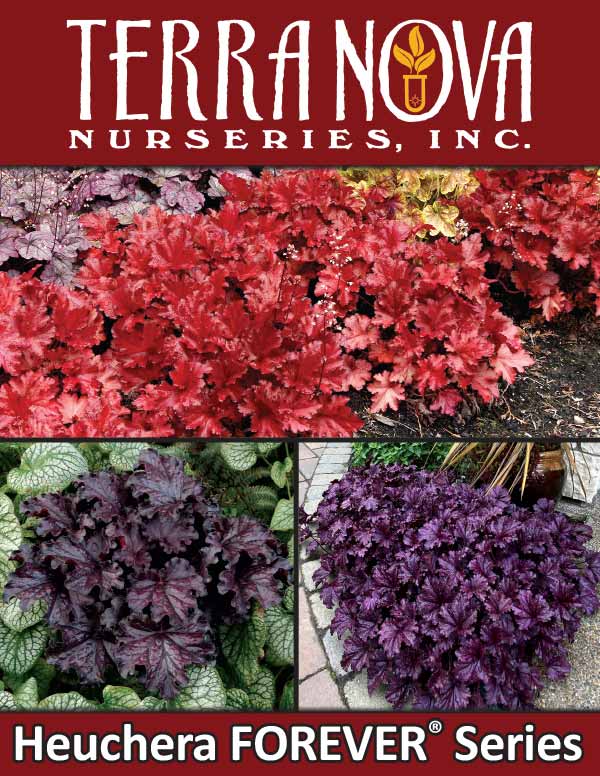 Heuchera FOREVER® Series