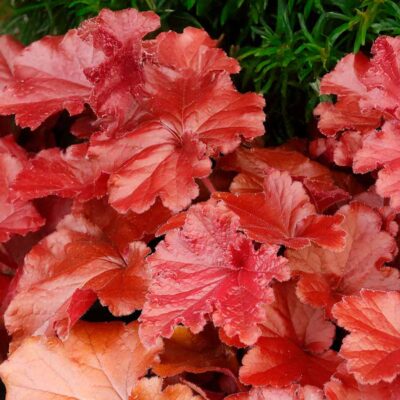 Heuchera GRANDE™ 'Carnelian' Heuchera GRANDE™ 'Carnelian'