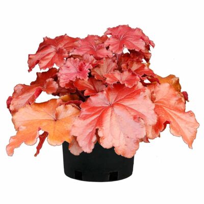 Heuchera GRANDE™ 'Carnelian' Heuchera GRANDE™ 'Carnelian'