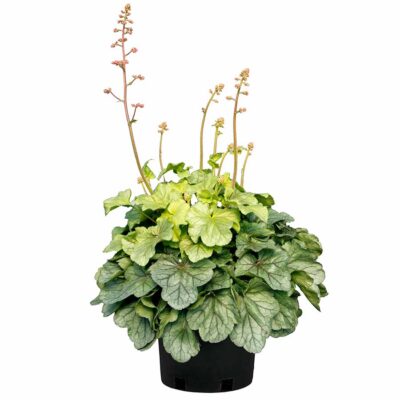 Heuchera 'Sea Glass'