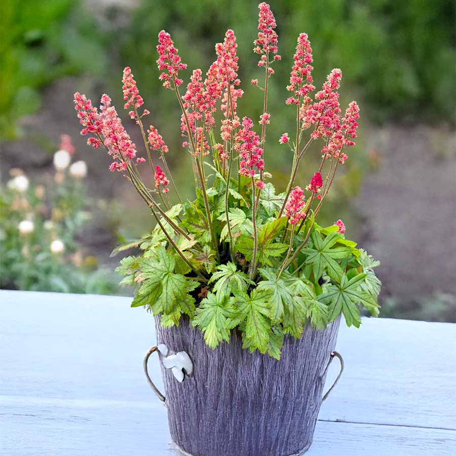 Heucherella 'Pink Stardust' Heucherella 'Pink Stardust'