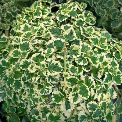 Plectranthus NOVA® 'Brilliant'