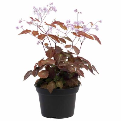 Thalictrum NOVA® 'Star' Thalictrum NOVA® 'Star'