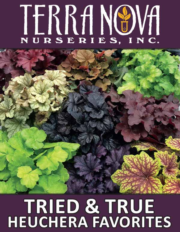 Tried & True - Heuchera Favorites