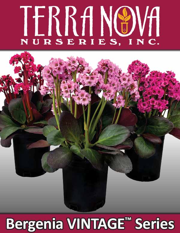 Bergenia VINTAGE™ Series