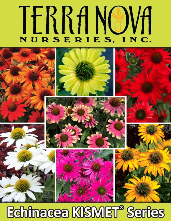 Echinacea KISMET® Series