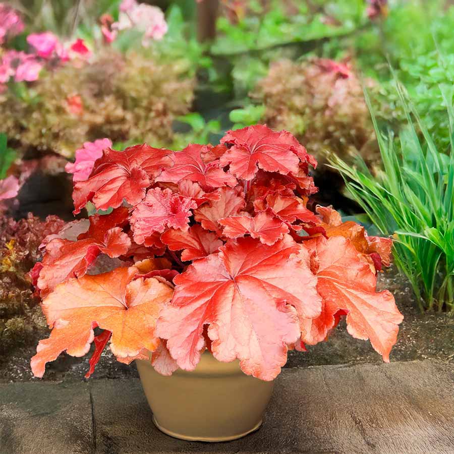 Heuchera GRANDE™ 'Carnelian' Heuchera GRANDE™ 'Carnelian'