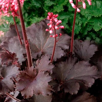 Heuchera LITTLE CUTIES™ 'Coco Loco'