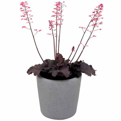 Heuchera LITTLE CUTIES™ 'Coco Loco'
